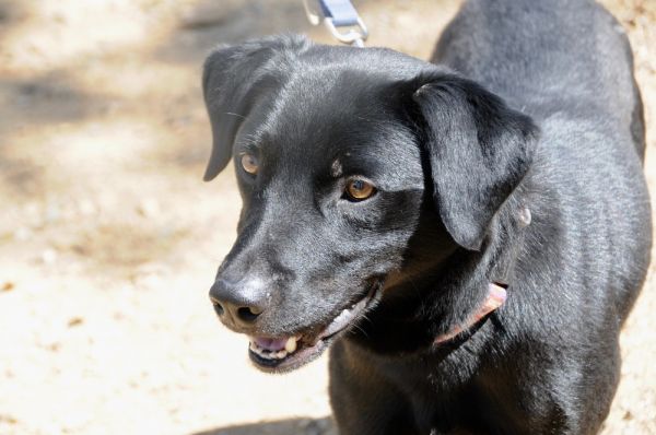 Humane Society Of Tuolumne County