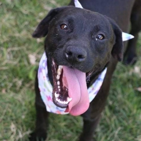 SAMA, an adoptable Black Labrador Retriever & Flat-Coated Retriever Mix in New York, NY_image-2