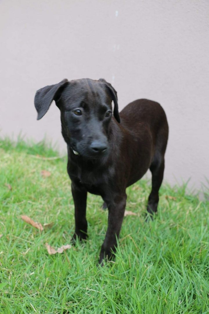 SAMA, an adoptable Black Labrador Retriever & Flat-Coated Retriever Mix in New York, NY_image-5