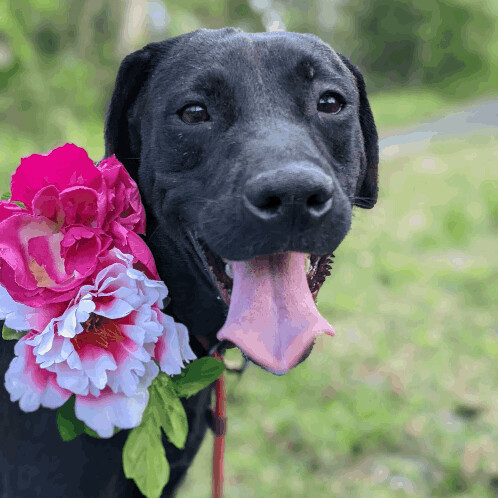 SAMA, an adoptable Black Labrador Retriever & Flat-Coated Retriever Mix in New York, NY_image-1