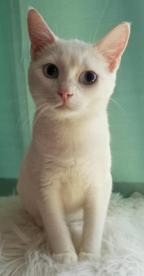 Turnip, an adoptable American Shorthair in Ocala, FL, 34475 | Photo Image 1