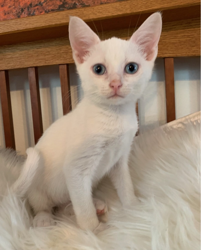 Turnip, an adoptable American Shorthair in Ocala, FL, 34475 | Photo Image 2