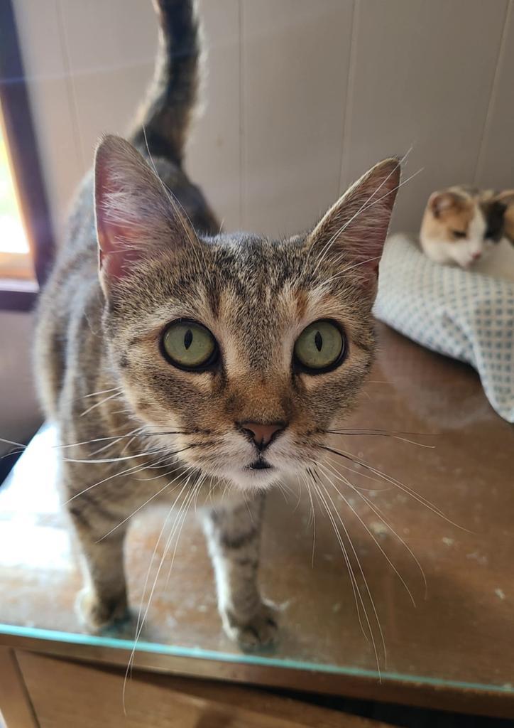 Ravioli, an adoptable Domestic Short Hair in Portland, IN, 47371 | Photo Image 1