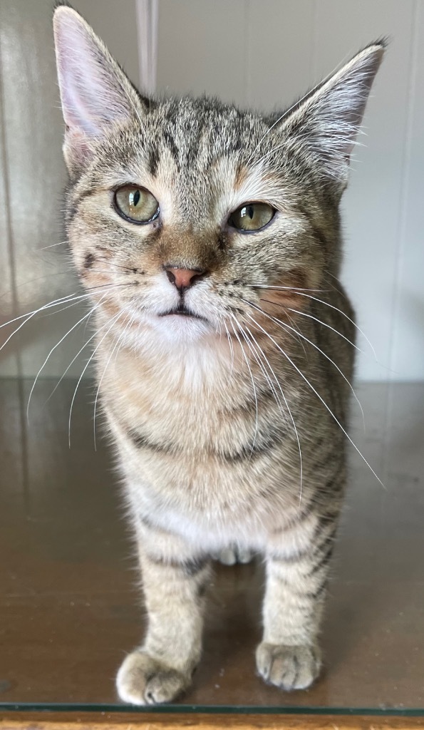 Ravioli, an adoptable Domestic Short Hair in Portland, IN, 47371 | Photo Image 3