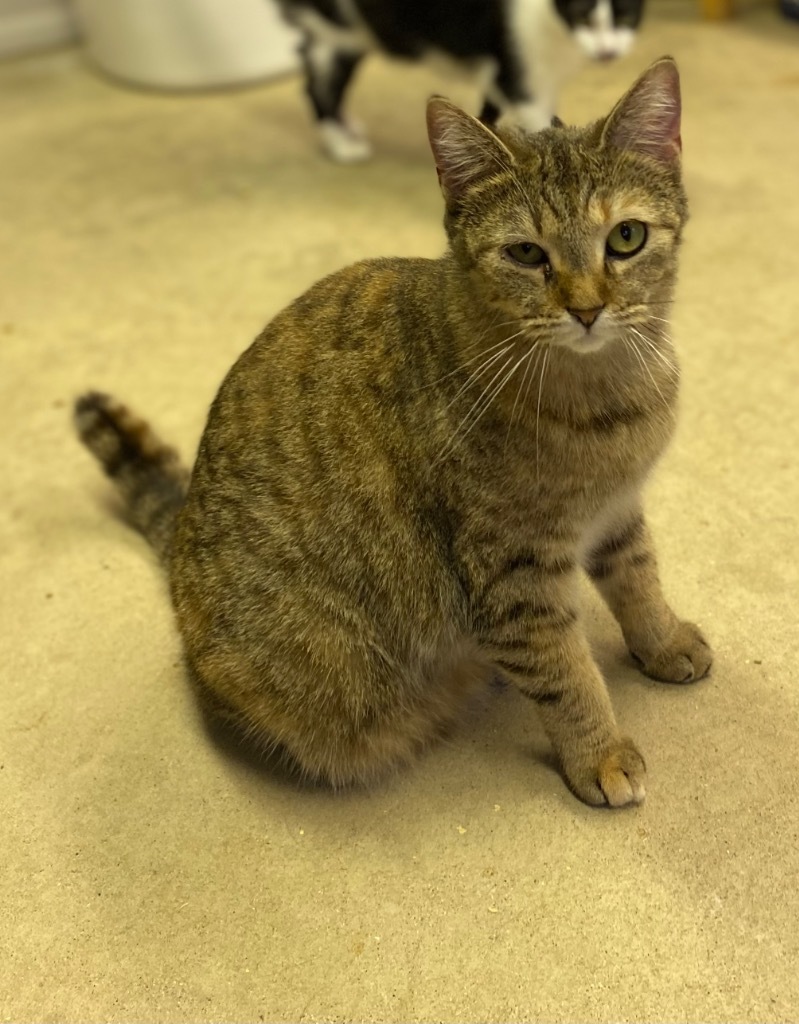 Ravioli, an adoptable Domestic Short Hair in Portland, IN, 47371 | Photo Image 4