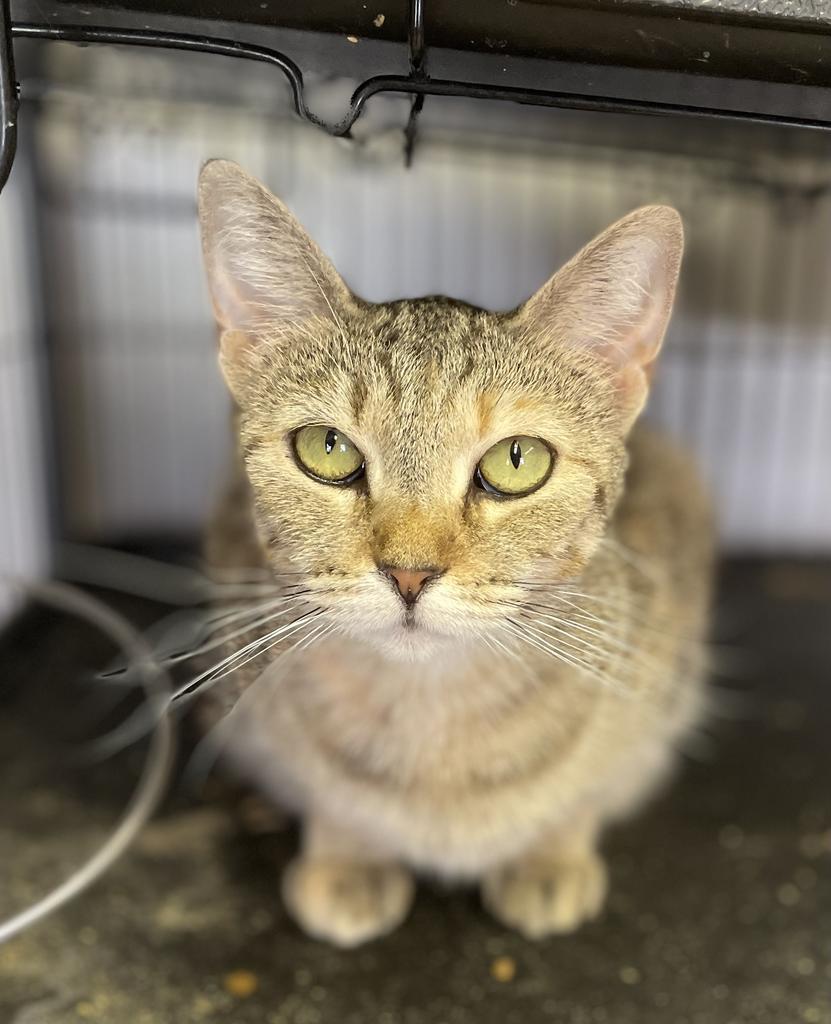 Ravioli, an adoptable Domestic Short Hair in Portland, IN, 47371 | Photo Image 4