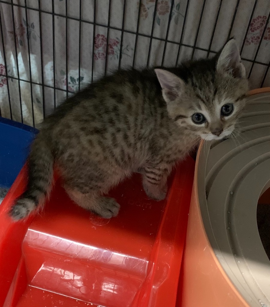 Ravioli, an adoptable Domestic Short Hair in Portland, IN, 47371 | Photo Image 5