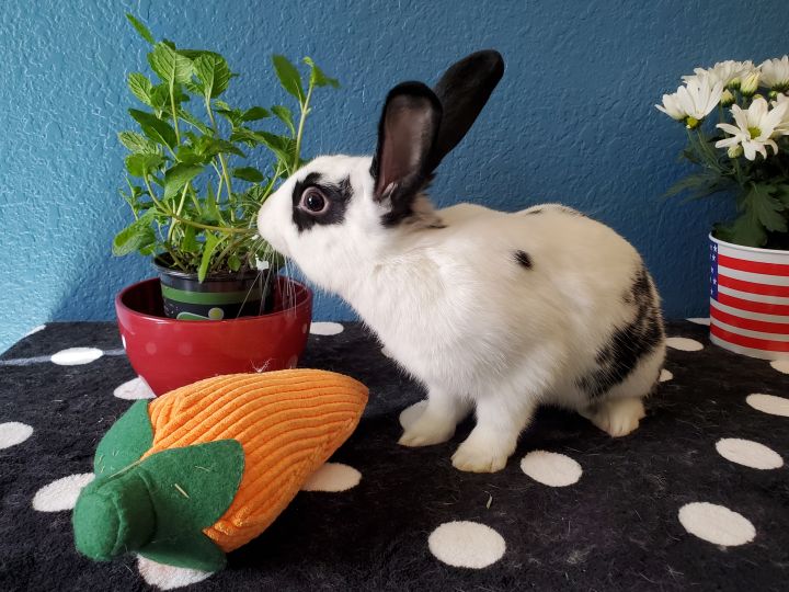 Samwise, an adoptable Bunny Rabbit in Albuquerque, NM_image-3