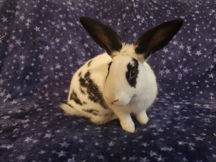Samwise, an adoptable Bunny Rabbit in Albuquerque, NM_image-1