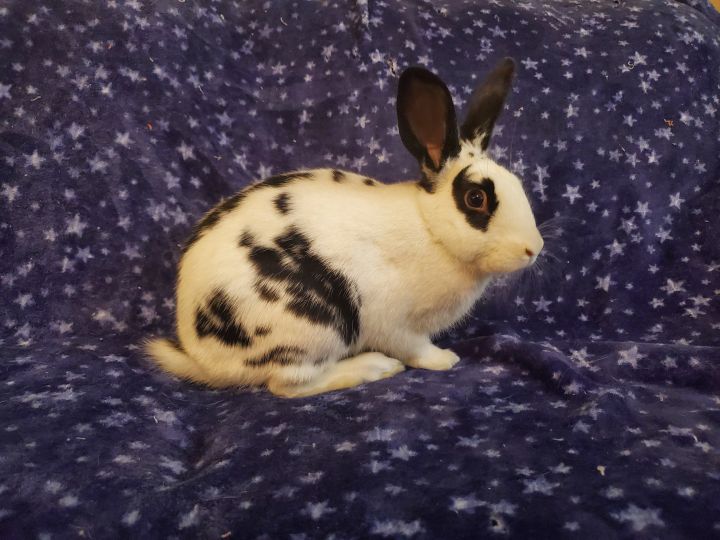 Samwise, an adoptable Bunny Rabbit in Albuquerque, NM_image-4