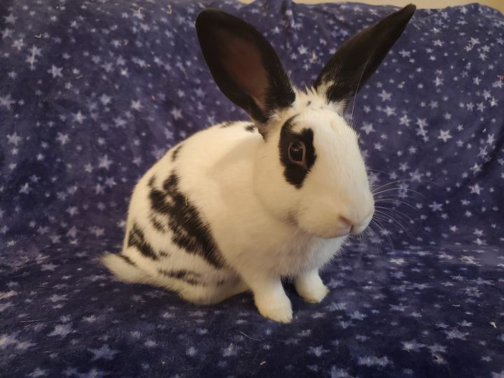 Samwise, an adoptable Bunny Rabbit in Albuquerque, NM_image-5