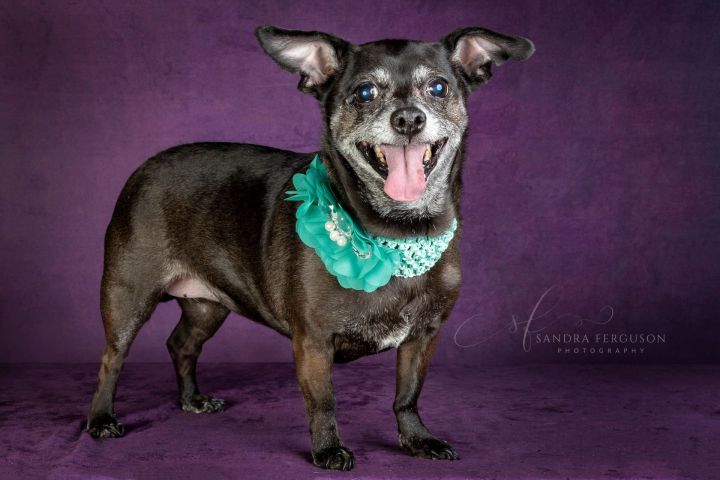 Dog For Adoption Olive A Chihuahua Dachshund Mix In Memphis Tn Petfinder