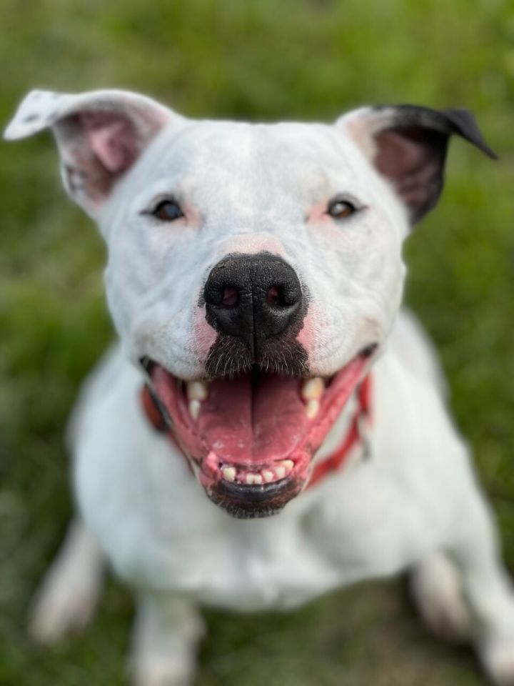 Ozzy, an adoptable Labrador Retriever & Terrier Mix in Orleans, VT_image-1