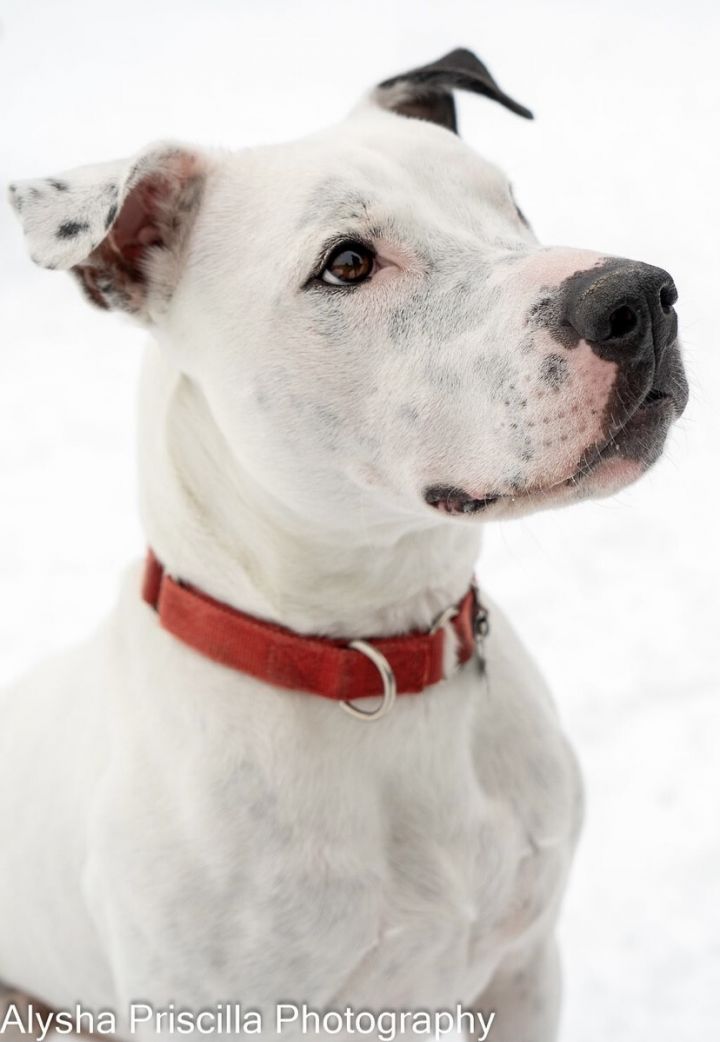 Ozzy, an adoptable Labrador Retriever & Terrier Mix in Orleans, VT_image-5