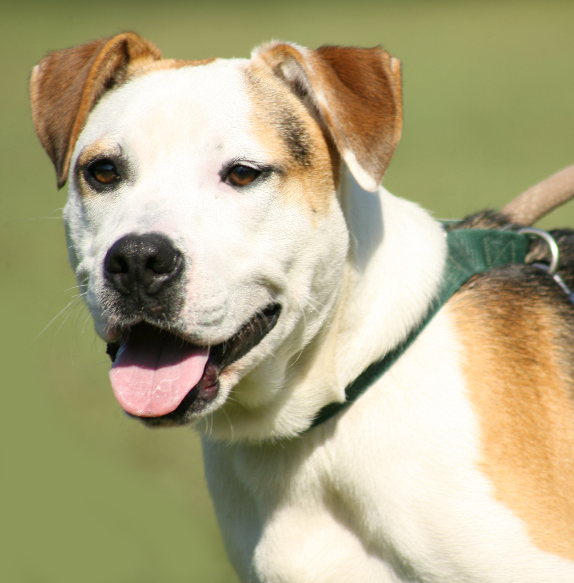 Barney, an adoptable Hound in North Fort Myers, FL, 33917 | Photo Image 1