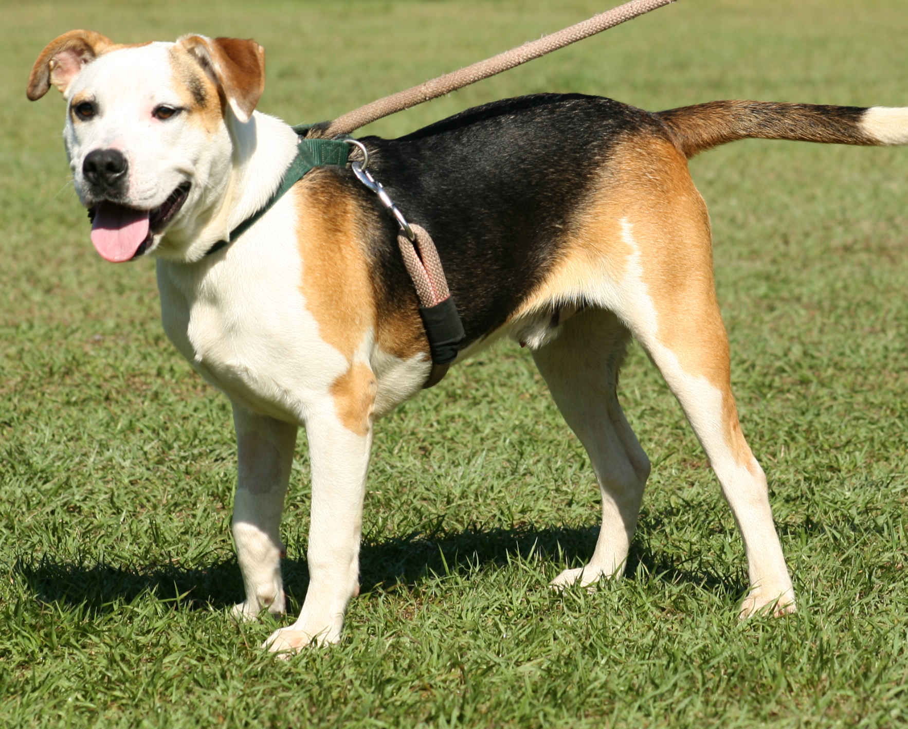 Barney, an adoptable Hound in North Fort Myers, FL, 33917 | Photo Image 2
