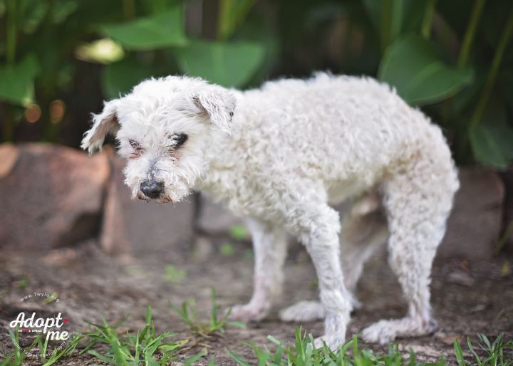 Willis, an adopted Poodle & Havanese Mix in Kingwood, TX_image-6