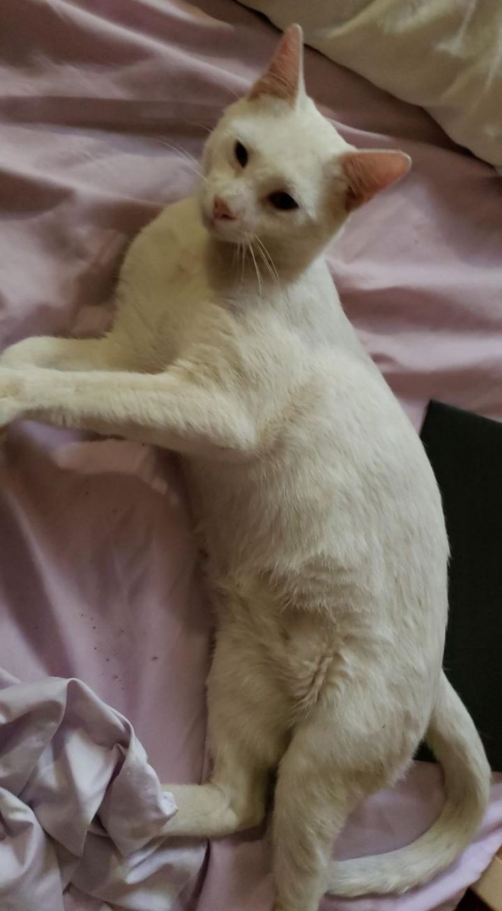 animal shelters las cruces nm on Cat For Adoption Snowball Boy A Siamese Domestic Short Hair Mix In Las Cruces Nm Petfinder