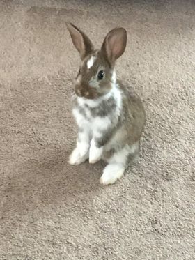 Rabbit For Adoption Bentley A Bunny Rabbit In Cream Ridge Nj Petfinder