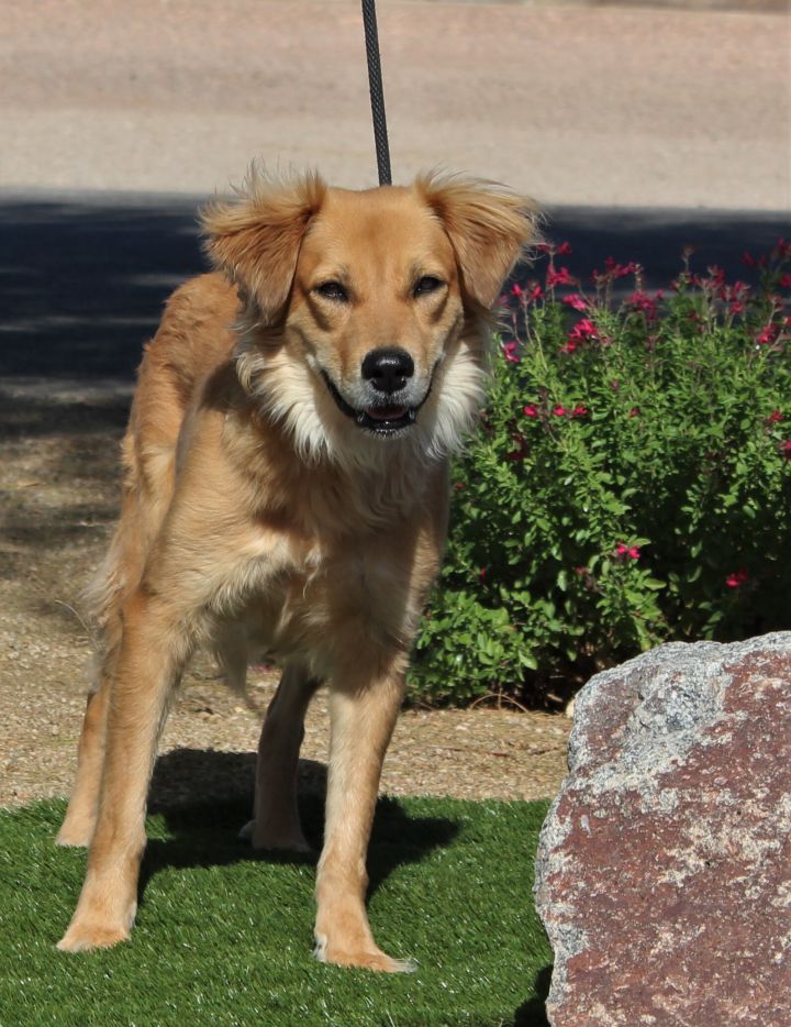 Dog For Adoption Tito A Golden Retriever Mix In Sierra Vista Az Petfinder