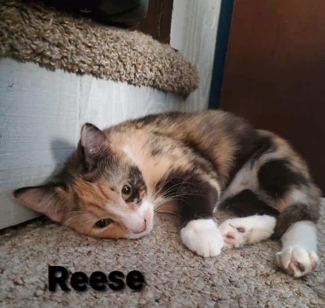 Reese 4