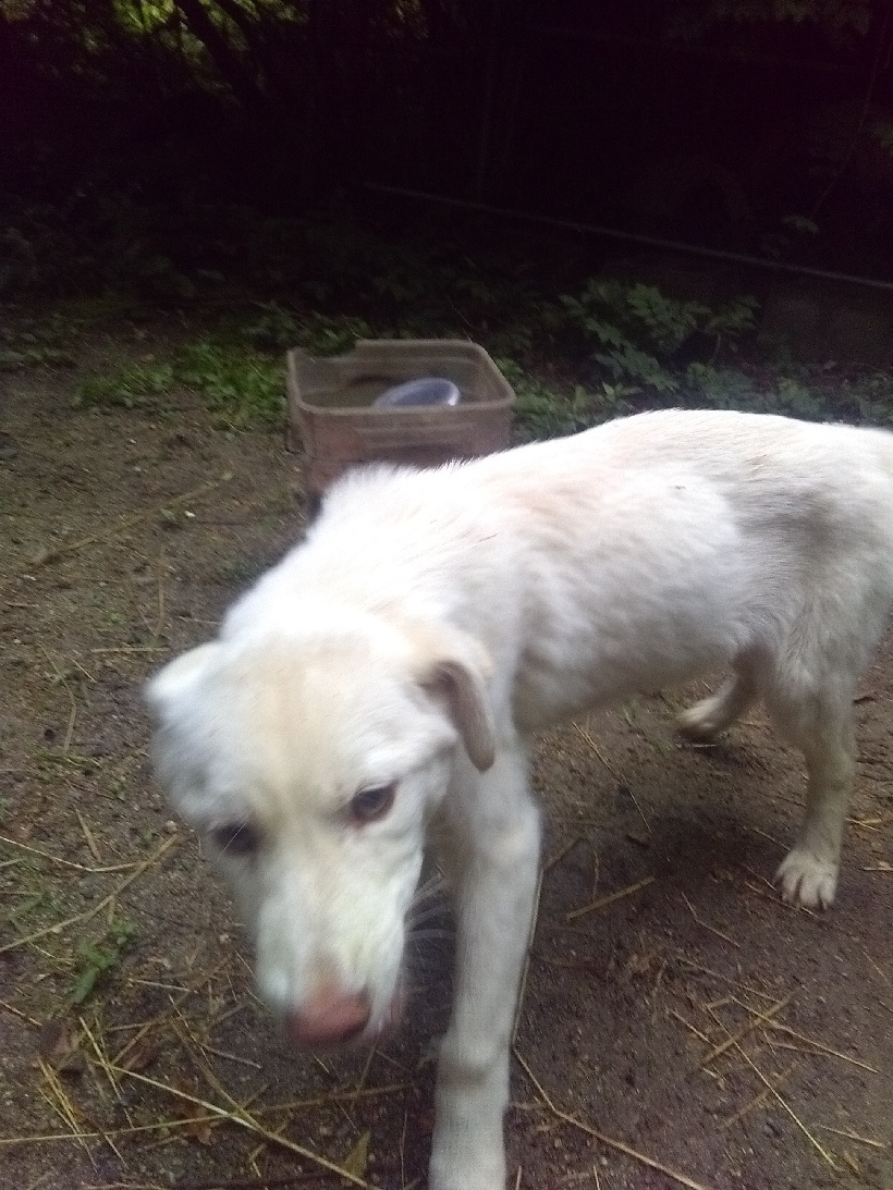 Daryl W, an adoptable Husky, Shepherd in Julian, NC, 27283 | Photo Image 1