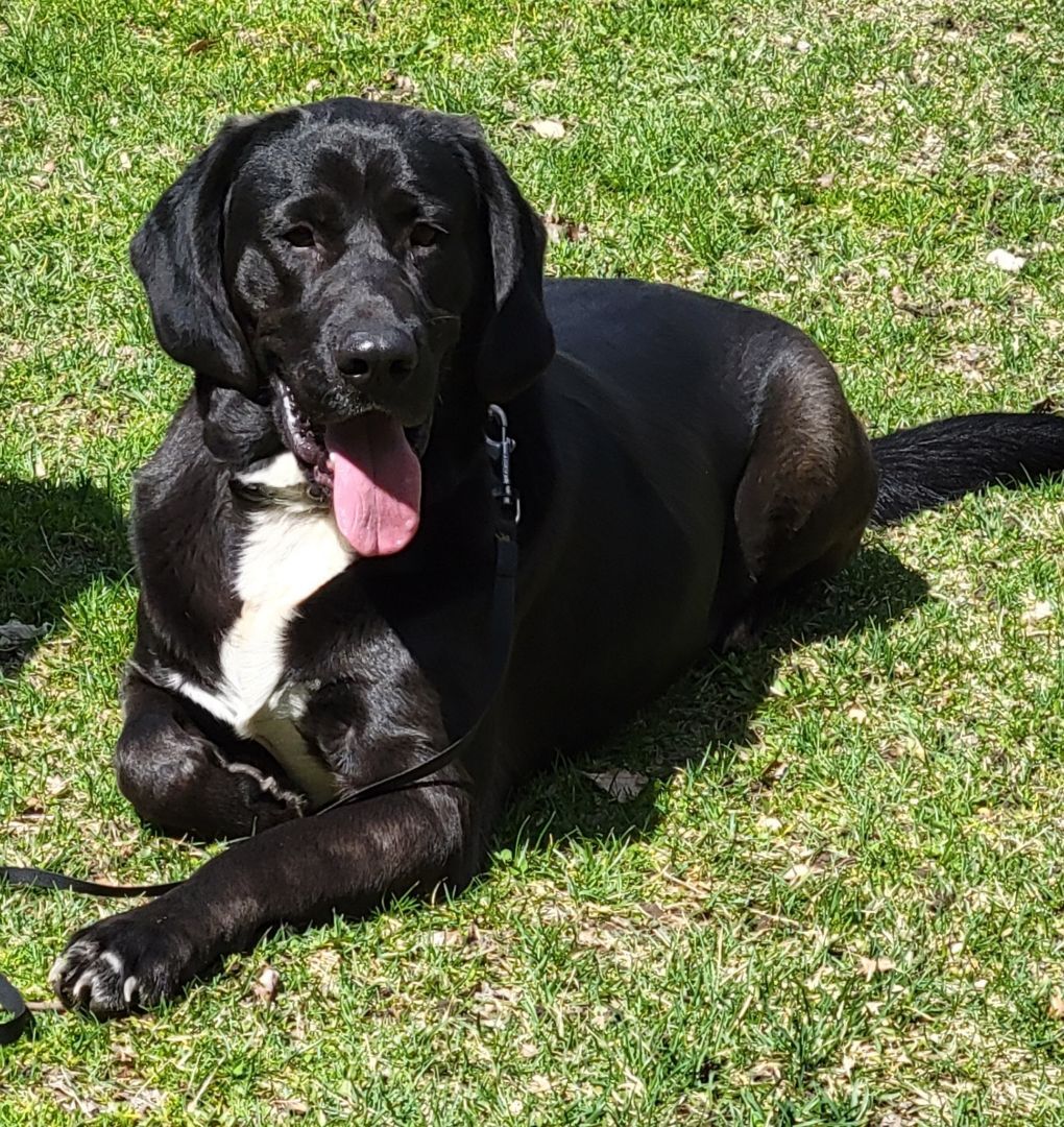 Pickle, an adoptable Black Labrador Retriever, Hound in Hillsdale, NY, 12529 | Photo Image 1