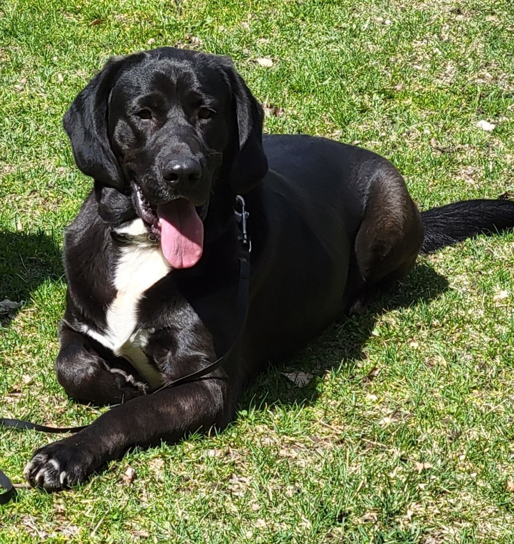 Black lab and hound hot sale mix