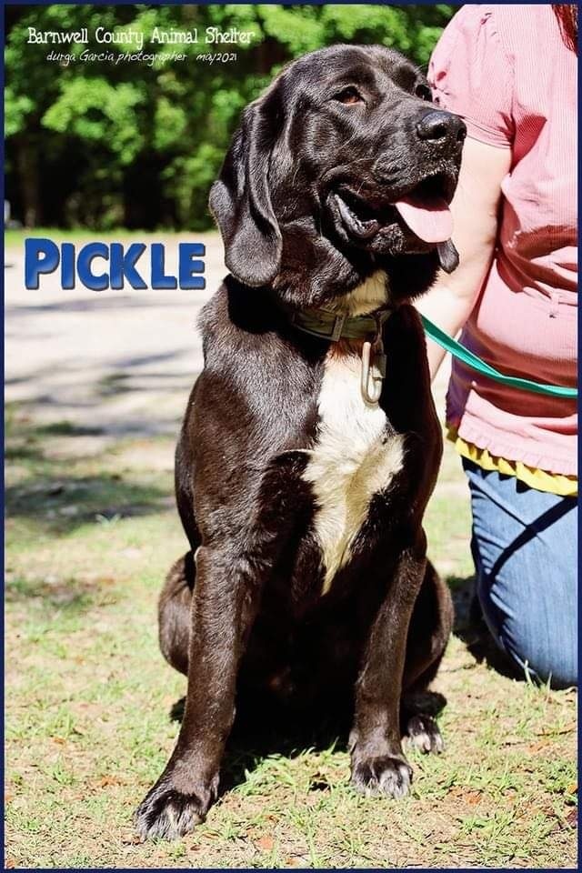 Pickle, an adoptable Black Labrador Retriever, Hound in Hillsdale, NY, 12529 | Photo Image 3
