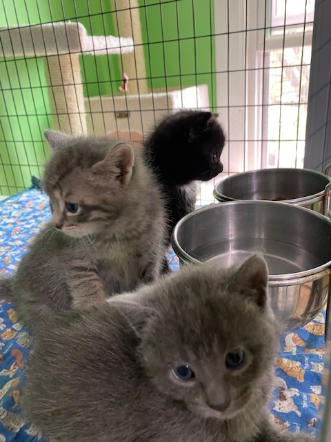 Kittens!!