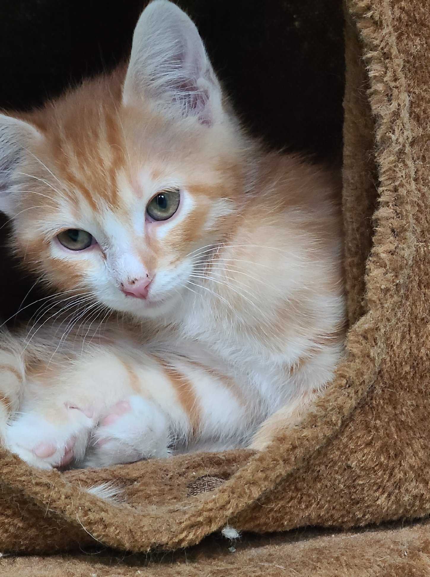 Kittens!!, an adoptable Domestic Short Hair in Chicago, IL, 60659 | Photo Image 1