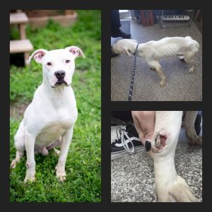 Dog For Adoption Bubu A Pit Bull Terrier Mix In Junction City Ks Petfinder