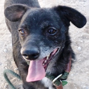 Tootsie Roll, an adoptable Chihuahua in Casa Grande, AZ, 85230 | Photo Image 1