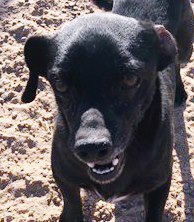 Cisco, an adoptable Chihuahua in Casa Grande, AZ, 85230 | Photo Image 1