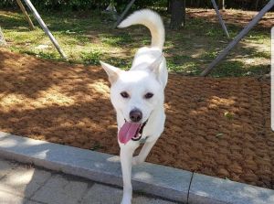 Dog For Adoption Selma A Jindo In Haymarket Va Petfinder