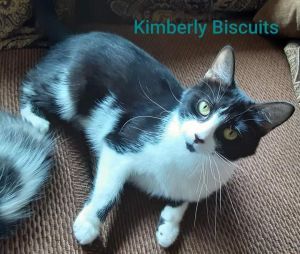 Kimberly Biscuits A-3158