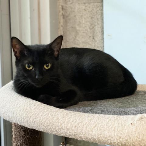 Dos (F), an adoptable Domestic Short Hair in Mount Juliet, TN, 37122 | Photo Image 1