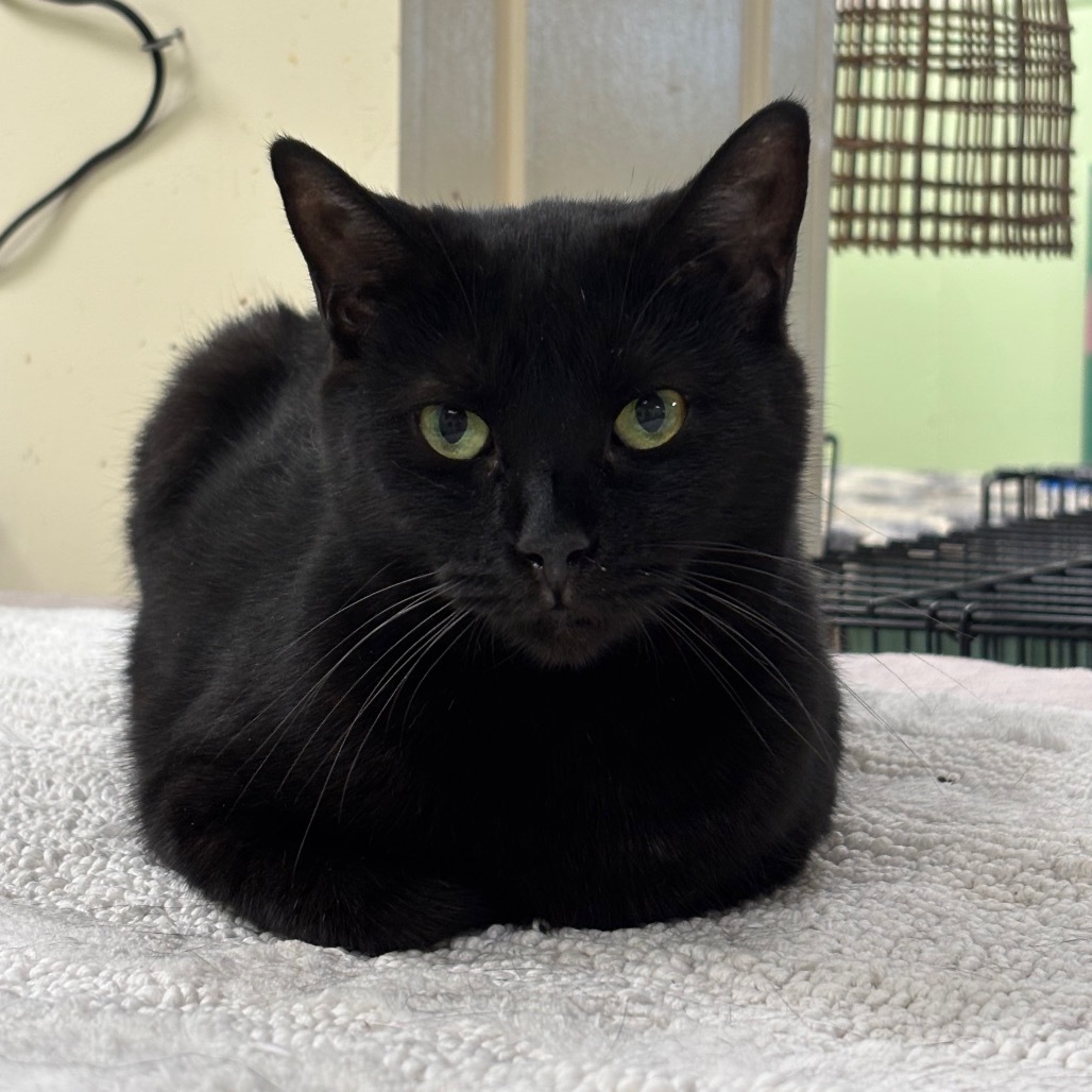 Dos (F), an adoptable Domestic Short Hair in Mount Juliet, TN, 37122 | Photo Image 1