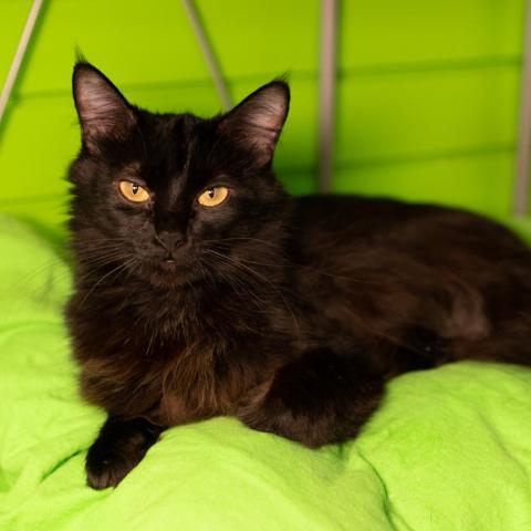 Dos (F), an adoptable Domestic Short Hair in Mount Juliet, TN, 37122 | Photo Image 2