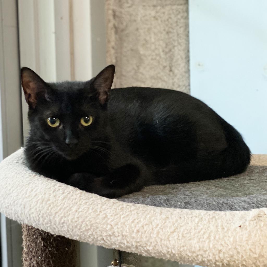 Dos (F), an adoptable Domestic Short Hair in Mount Juliet, TN, 37122 | Photo Image 2