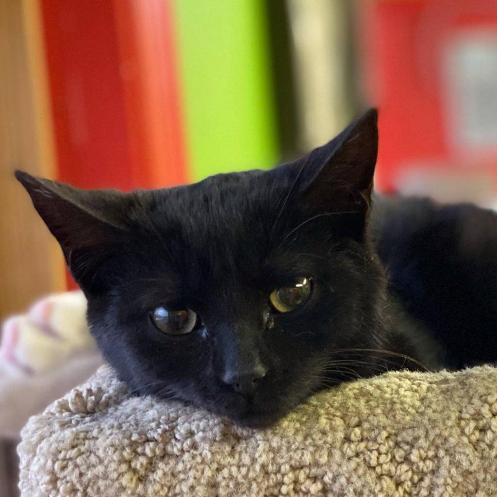 Dos (F), an adoptable Domestic Short Hair in Mount Juliet, TN, 37122 | Photo Image 4