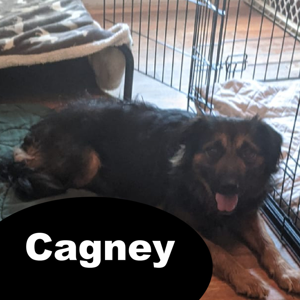 Cagney, an adoptable Tibetan Spaniel in Charlotte, NC, 28215 | Photo Image 1