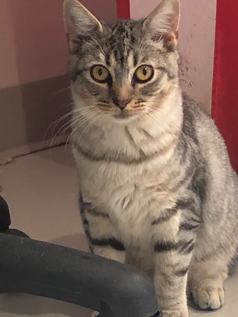 Dakota, an adoptable Domestic Short Hair in Dalton, GA, 30721 | Photo Image 1