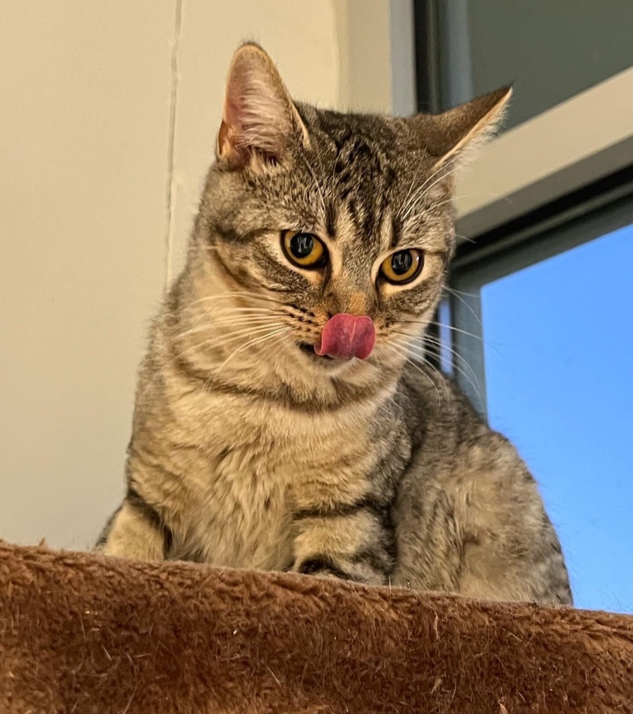 Dakota, an adoptable Domestic Short Hair in Dalton, GA, 30721 | Photo Image 4