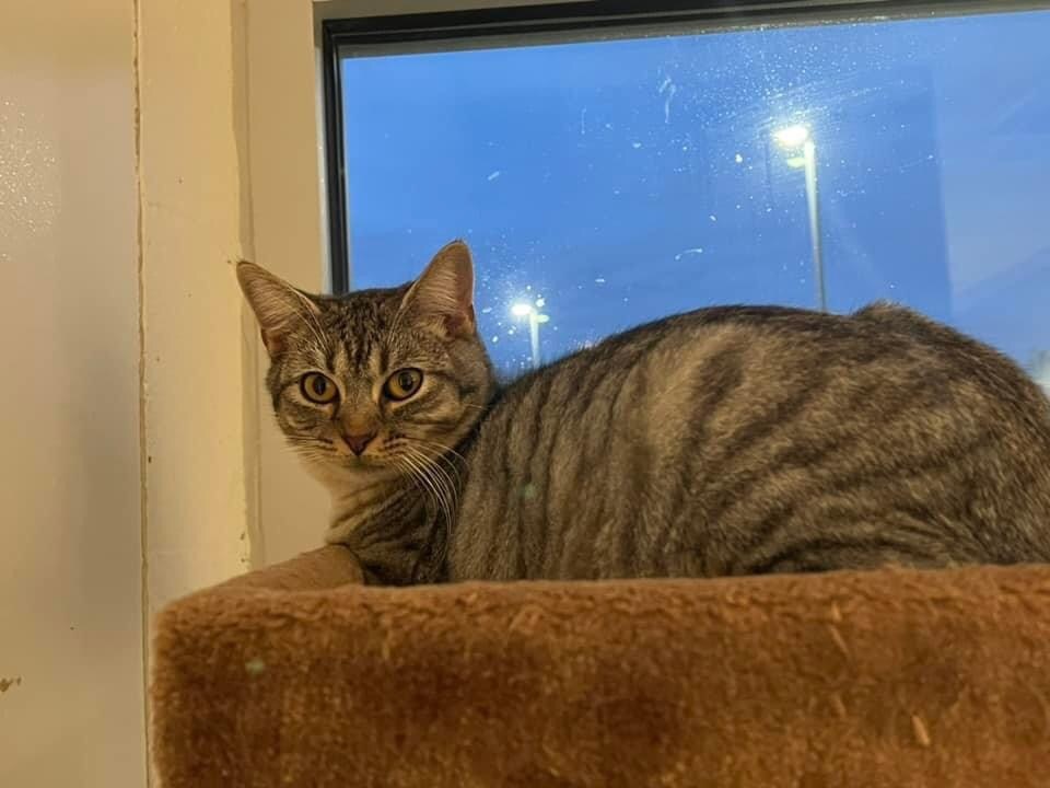 Dakota, an adoptable Domestic Short Hair in Dalton, GA, 30721 | Photo Image 5