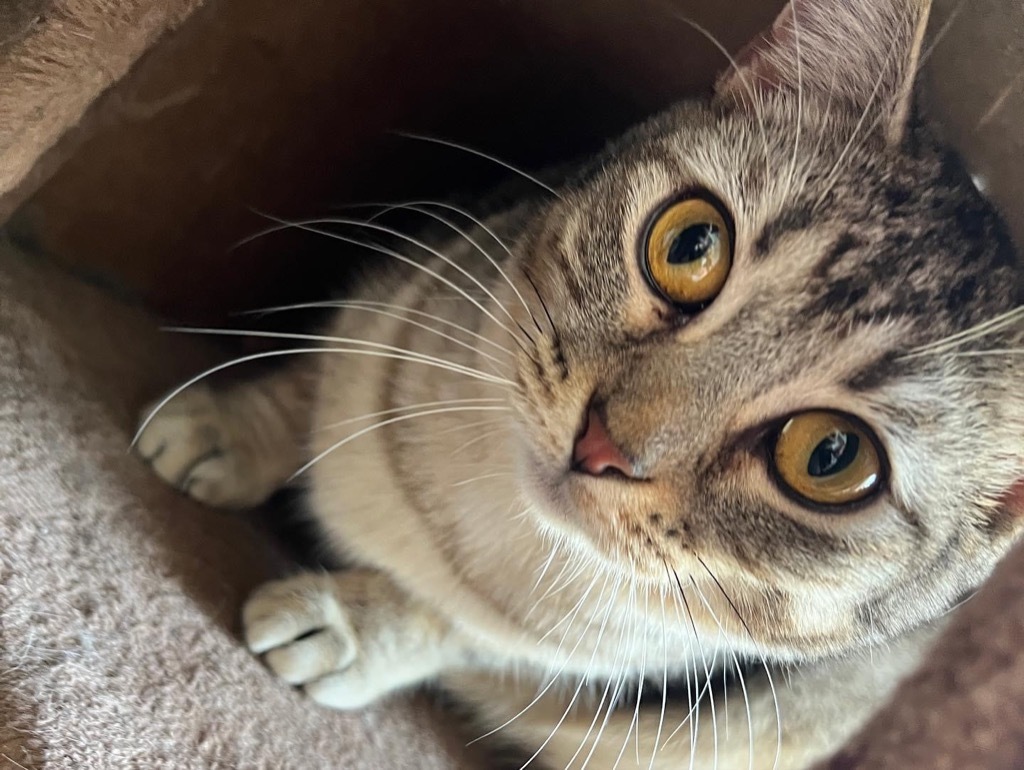 Dakota, an adoptable Domestic Short Hair in Dalton, GA, 30721 | Photo Image 6