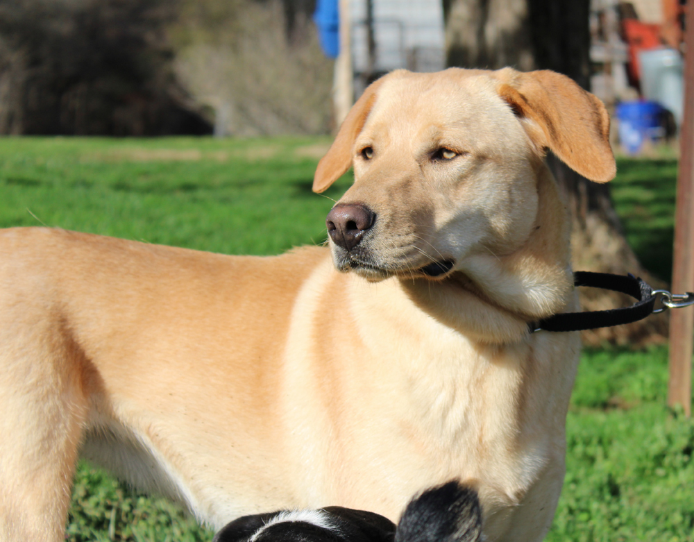 CHARLIE GIRL, an adoptable Yellow Labrador Retriever, Catahoula Leopard Dog in Marble Hill, MO, 63764 | Photo Image 2