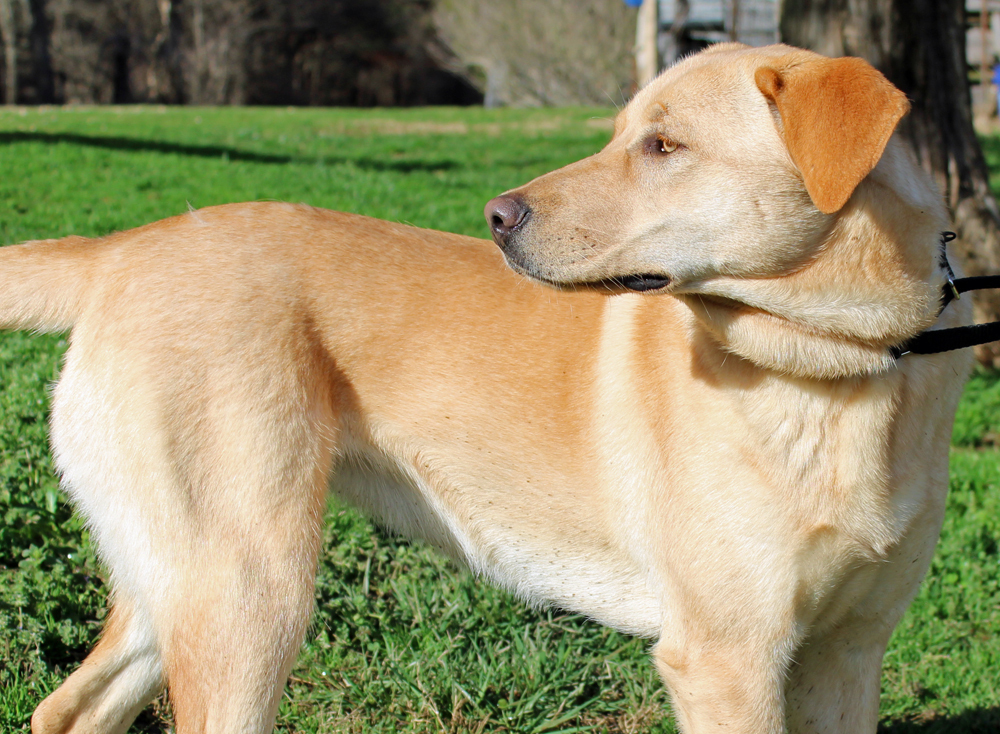 Dog for adoption - CHARLIE GIRL, a Yellow Labrador Retriever & Catahoula  Leopard Dog Mix in Marble Hill, MO | Petfinder