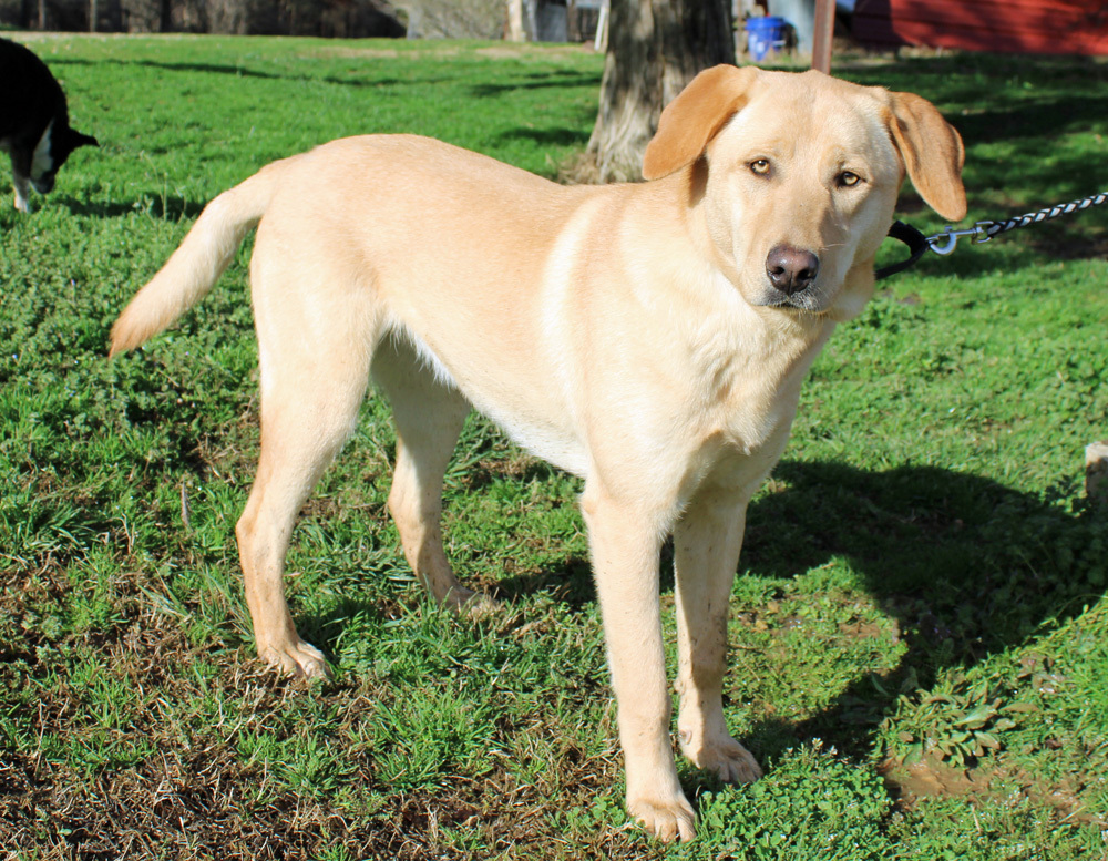 CHARLIE GIRL, an adoptable Yellow Labrador Retriever, Catahoula Leopard Dog in Marble Hill, MO, 63764 | Photo Image 6