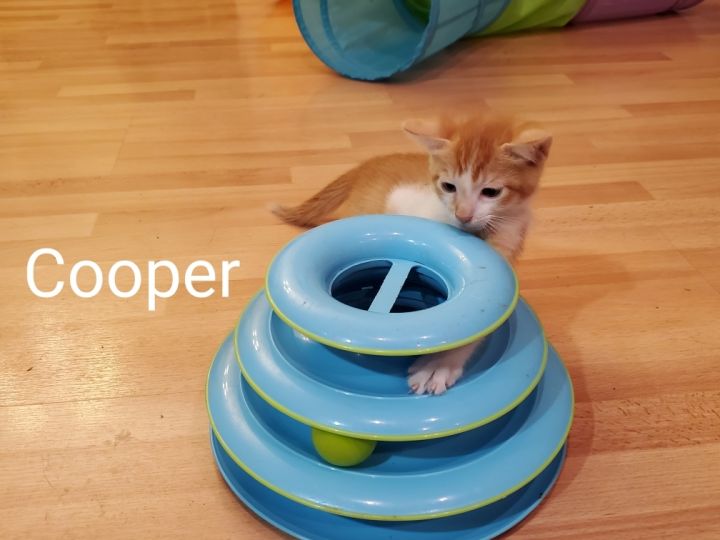 Cooper 2